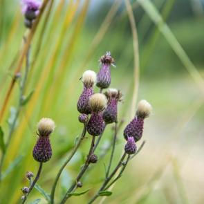 ���� ��������: ���� ))