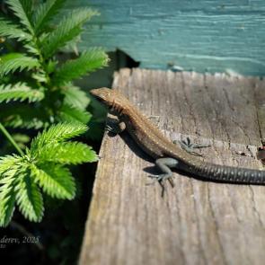 ����: ������� �������