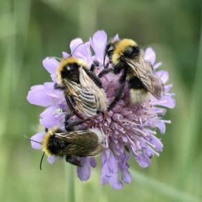 ����: ������ ���������