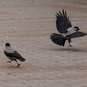 �������� ���