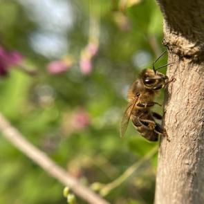 ���� ��������: 