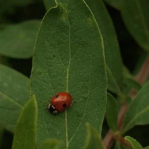 ���� ��������: �� �� ������ �������? 