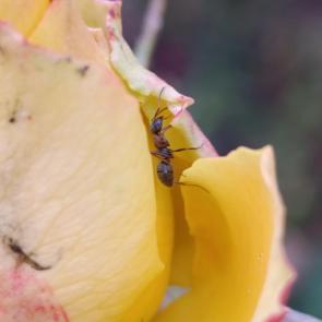 ����: ���� � ����������