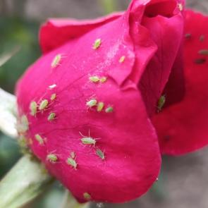 ����: ������ ��������