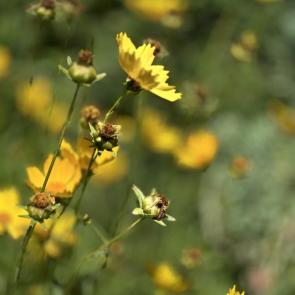 ����: ������� �����