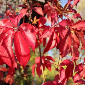 ������ � ���������