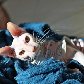 ����: ���� ������