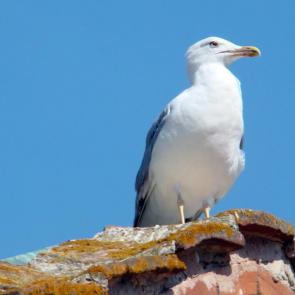 ����: �����