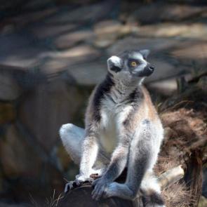 ����: �����