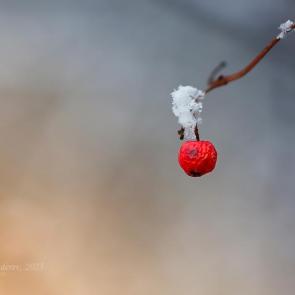 ����: �������� �������