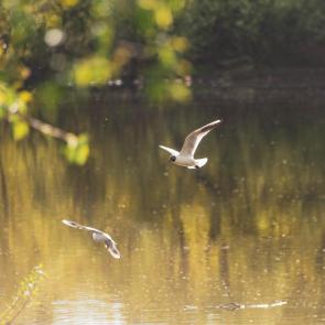 �������� ���