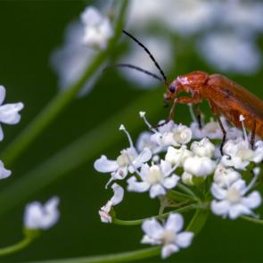 ����: Rhagonycha fulva