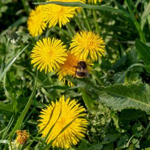 ��������� ��������