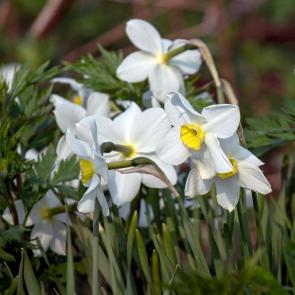 ���� ��������: ��������-��������