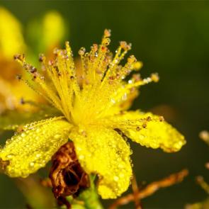 ����: ��������