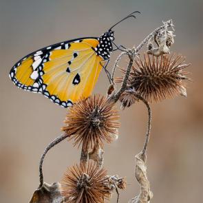 ��� ������ ���������