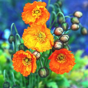 ��������� ��������� ���