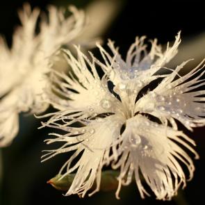 ����: ����� �����