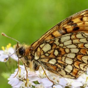 ����: ������������