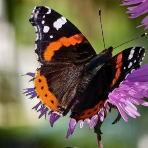 ����: ������� ��������� 