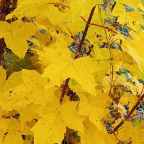 ����: ������� ������ 