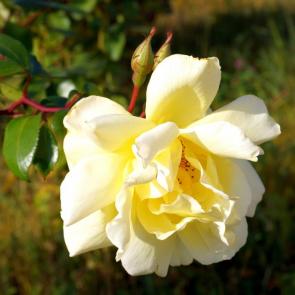 ����: �������  ����