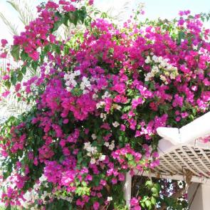 ����: ������� ������