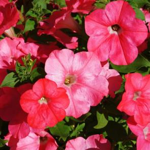 ����: �������