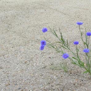 ����: ���������  �����...