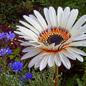 ����: ��������   ������...