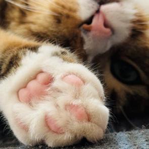 ����: �����