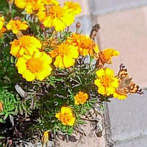 ����: �������