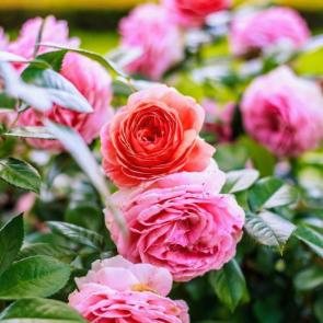 ����: ����