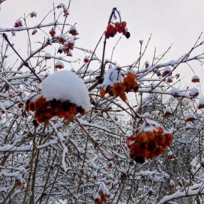 ����: ������