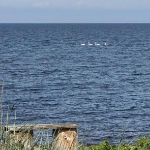 ����: ������