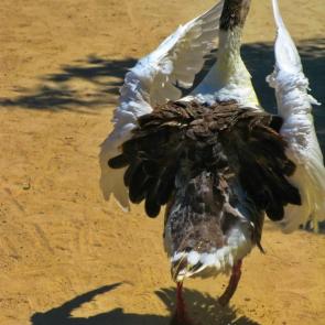 �������� ���