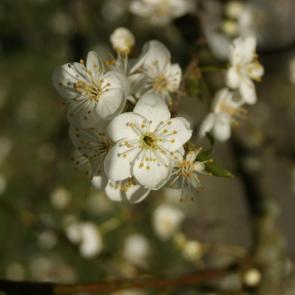 ���� ��������: ������ �����