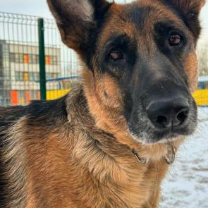 ���� ��������: 