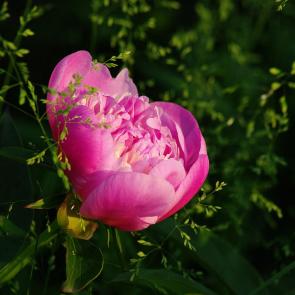 ������� �����