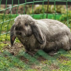 �������� ������ ���