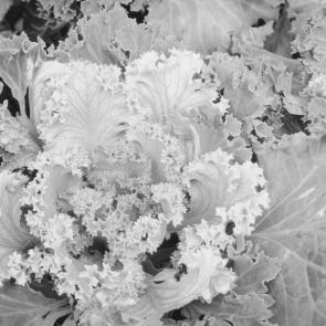 ����: �����-����� ����