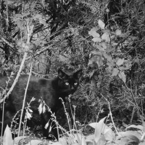 ����: �������