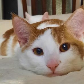 ����: ����� 