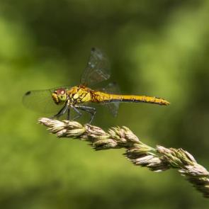 ����: ��������