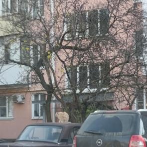 ����: ���������