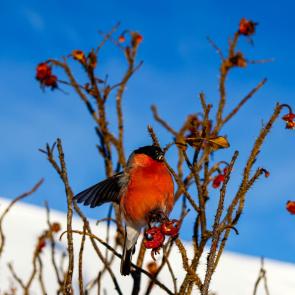 ����: �������� ������ ����