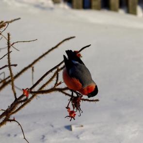 ����: ������ ��� �������