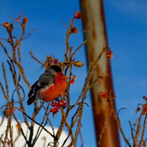 ����: � �������� ���� 