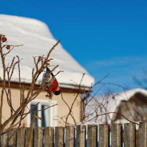 ����: ����� �����