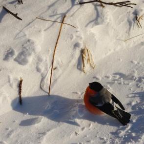 ����: �������